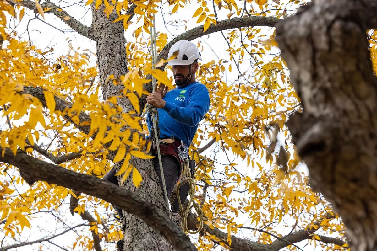 Skilled Storm Damage Cleanup crew working in Northville