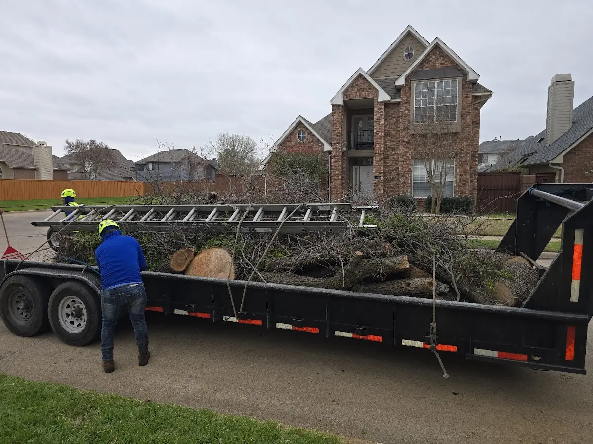 Expert Tree Pest Control with proper safety equipment in Northville